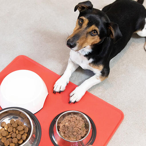 Grain or Grain Free Dog Food What to Feed Your Dog Purina